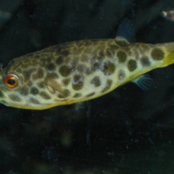 Schoutedeni Puffer 1.5" - 2" Masterpiece of the Aquarium! 🐡- Live Fish