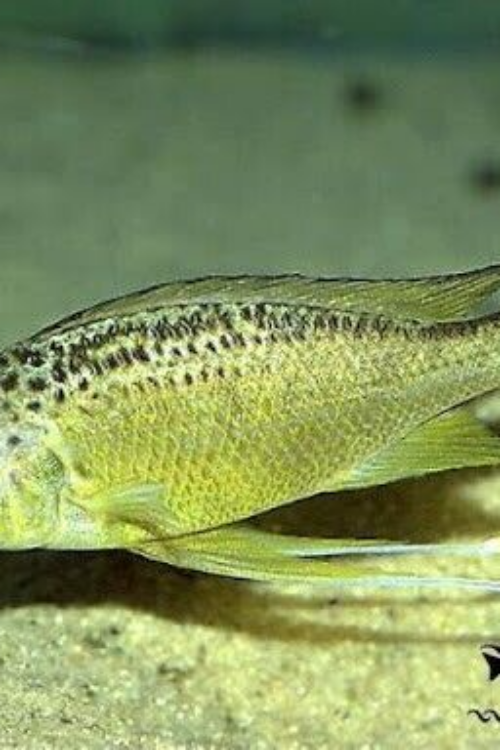 2 Tiger Chimba Nasuta Cichlid 1.5″ Live Fish: Unique African Cichlid