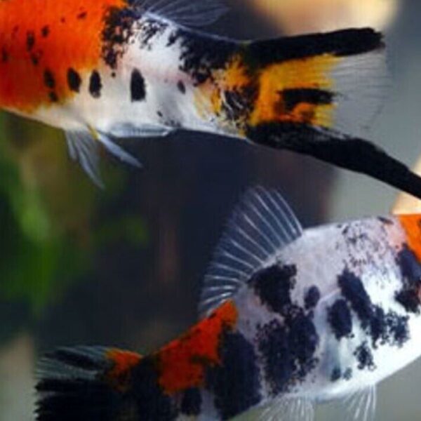 5 Tri Color Koi Swordtail Freshwater Live Tropical Aquarium Fish Live Fish