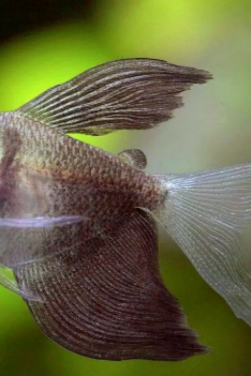 6x 🌟 Long Fin Black Tetra – The Epitome of Elegance! 🐟 Live Freshwater Fish