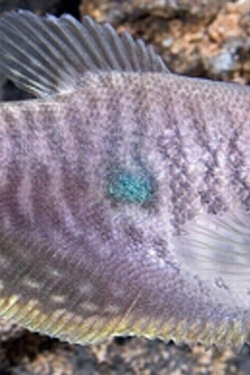 3x Lavender Gourami 2″ Freshwater Live Fish Fast shipping Healthy Beautiful Fish