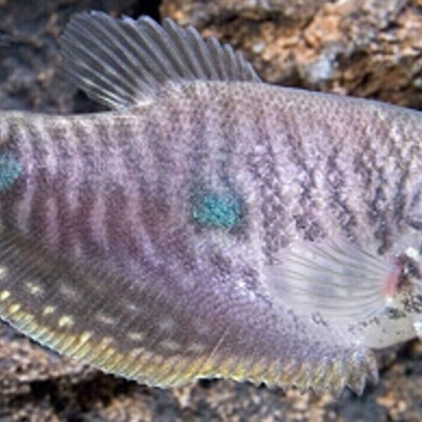3x Lavender Gourami 2" Freshwater Live Fish Fast shipping Healthy Beautiful Fish