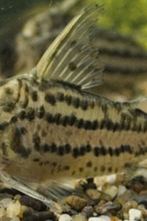 Corydora Schwartzi Schwartz’s Elegance in Miniature Form Fast Ship Live Fish