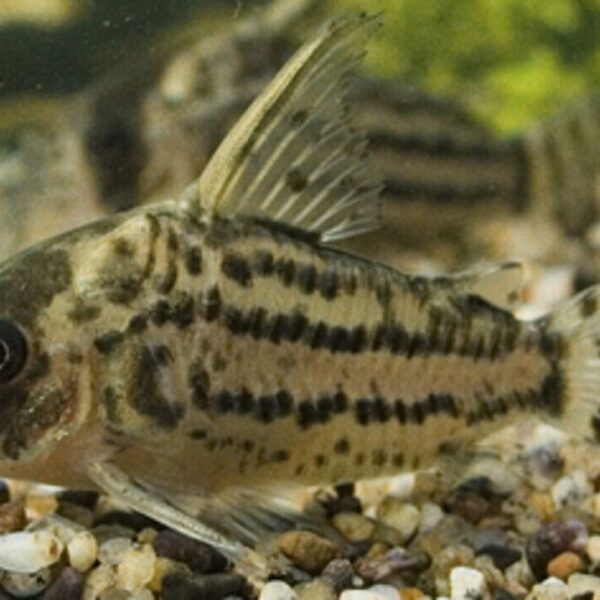 Corydora Schwartzi Schwartz's Elegance in Miniature Form Fast Ship Live Fish