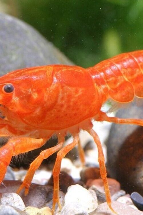 Orange Mini Lobster Cambarellus Patzcuarensis Live Freshwater Fish fun Addition