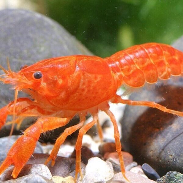 Orange Mini Lobster Cambarellus Patzcuarensis Live Freshwater Fish fun Addition