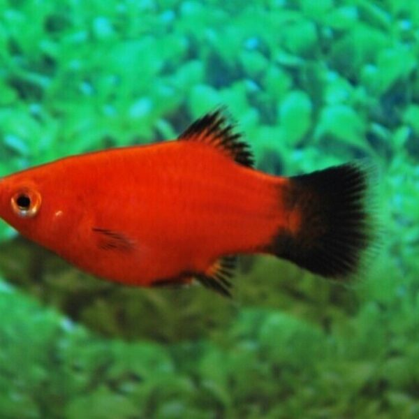 6 Pack Platy Coral Red Wagtail Sphitz - Stunning Freshwater Aquarium Fish!