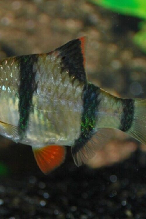 Small Tiger Barbs Live Aquarium Fish Community tank