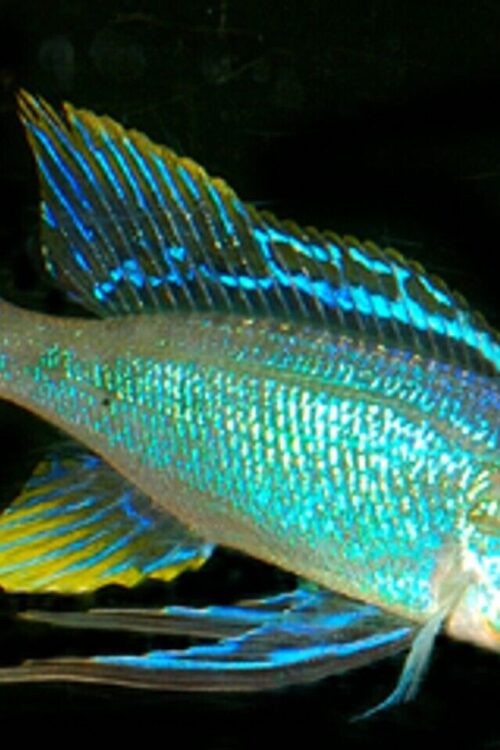 2 Electric Feather Fin Ruziba 1.5″ Live Fish: Unique African Cichlid Collectible