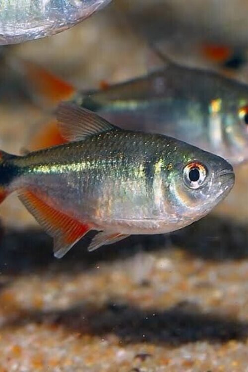 🌟 12 Buenos Aires Tetras Med-Large Stunning Live Fish Fast Ship active healthy