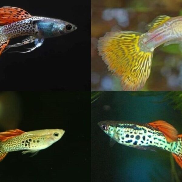 (12 Pack) MALE SNAKESKIN GUPPIES Great quality Live Fish Nice variety mix
