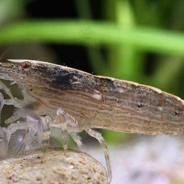 2 Mountain Rock Shrimp Large Neocardinia Live Freshwater Fish fun Addition