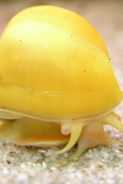 3 Gold Mystery Snails (3-Pack Med) Live Freshwater Algae Eaters Tank Cleaners