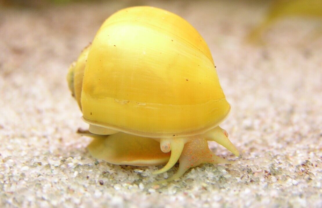 57_677281ee-8c19-4f6f-b8b0-857debcd871e.jpg 3 Gold Mystery Snails (3-Pack Small) Live Freshwater Algae Eaters Tank Cleaners - Image 1