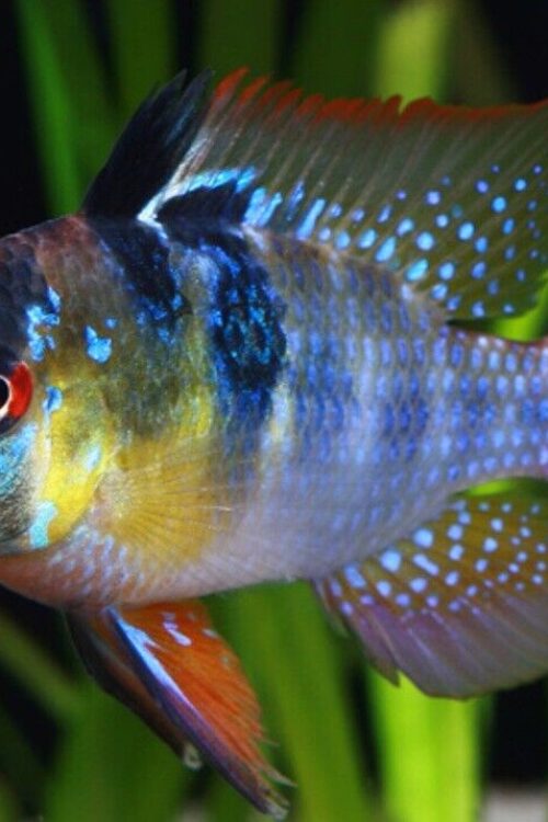 🌟 3 Mesmerizing Blue Ramirezi – Elegance Personified German Blue Ram Live 🐠