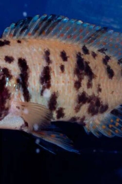 O/B Zebra Cichlid 4″ – Colorful Freshwater Live Fish Healthy Active FAST