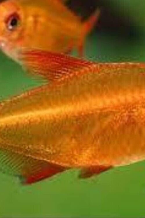 Red Cherry Tetra HARD TO FIND Premium Freshwater Live Tropical Fish Healthy