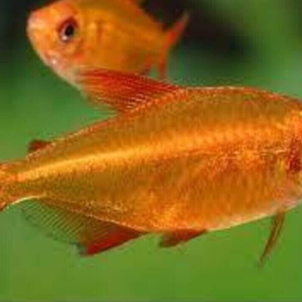 Red Cherry Tetra HARD TO FIND Premium Freshwater Live Tropical Fish Healthy
