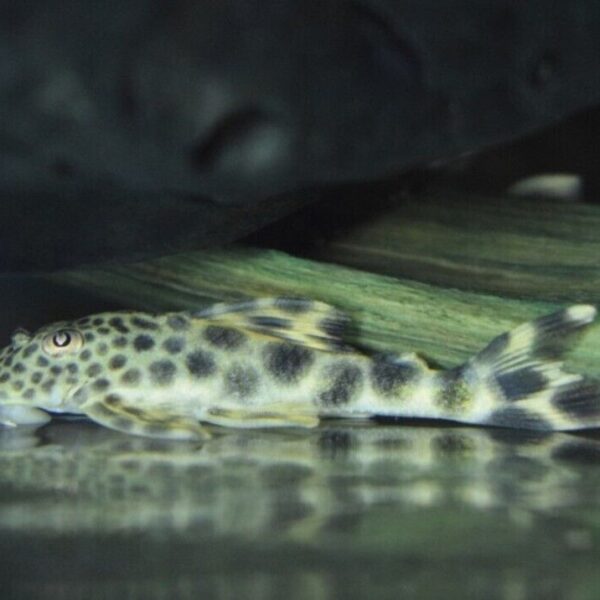 Para Pleco L75 Approx. 3"-4" Live Fish FAST SHIP Pekolita Sabaji