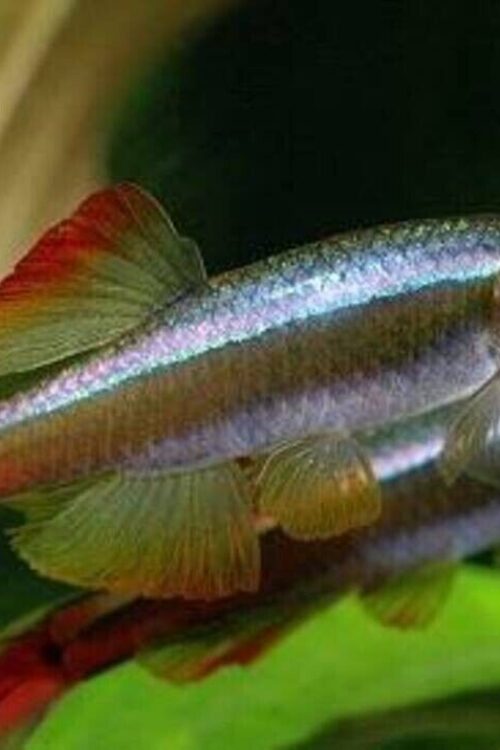 🐟6x Hi Fin Red White Cloud Danio Elegance Unleashed! 🐟 FAST SHIP LIVE FISH