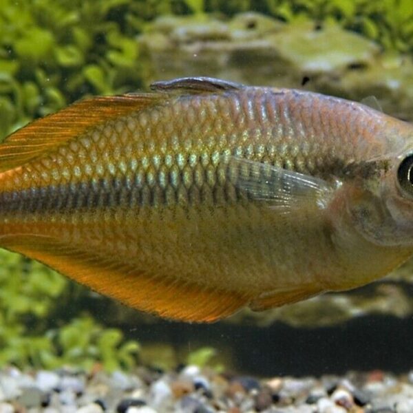 2 PACK Large Yellow Rainbow - Rainbowfish live Fish FAST SHIP