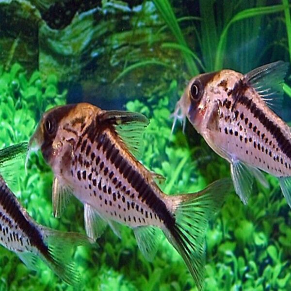 5 Corydora Loxoxonus Small- Not easy to find ! 🌈GREAT PRICE Live Fish