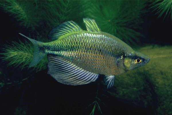 2 PACK M/L Emerald Rainbow Fish - Melanotaenia Wannamensis live FAST SHIP