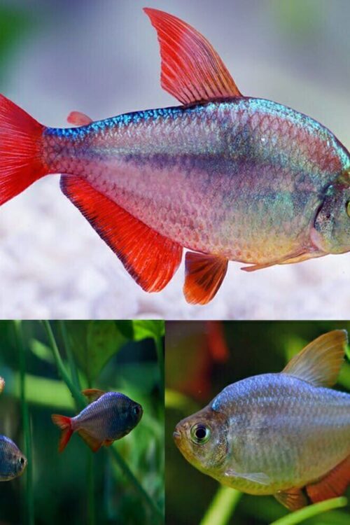 Columbian Tetra Small- Dazzling! Aquatic Enchantment! Great Schooling Fish