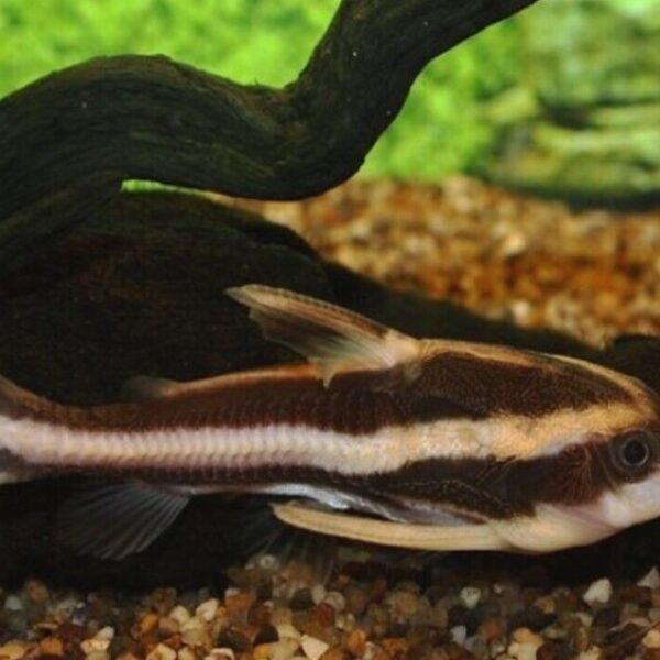 3x STRIPED RAPHAEL CATFISH 2-3" Live Fish Fast Shipping Healthy Hard to find