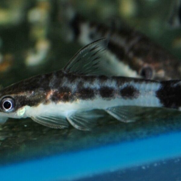 🐟6x Otocinclus Brazil Catfish - Nature's Clean-Up Crew! 🐟 Live Freshwater Fish