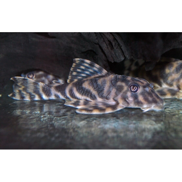 Pleco Xingu Vittata L15 Approx. 2.7" Live Fish Fast Ship Forget me not FAST