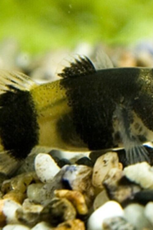 5 Pack Bumble Bee Goby Live Fish: Stunning Nano Aquarium Species Crazy Price WOW