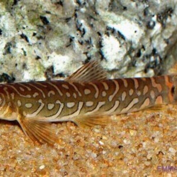 3x 🌟 Indian Zodiac Loach - Mystical Aquatic Enchantment! 🐠 Live Fish Fast Ship