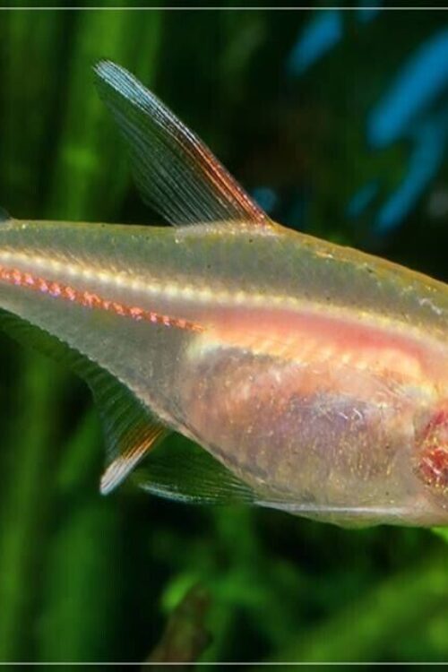 🌟 12 Fire Neon Tetras Albino Glo-Lite Tetra Stunning Live Fish Nano tank