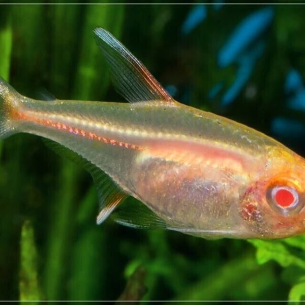 🌟 12 Fire Neon Tetras Albino Glo-Lite Tetra Stunning Live Fish Nano tank