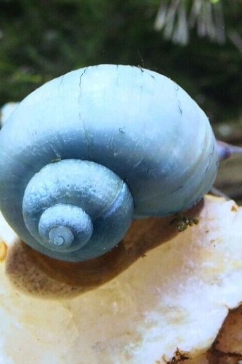 3 Blue Mystery Snails (3-Pack Med) Live Freshwater Algae Eaters Tank Cleaners