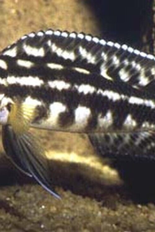 2 Pack Julidochromis Marleri 2″ – Active fun Freshwater Live Fish Healthy Active