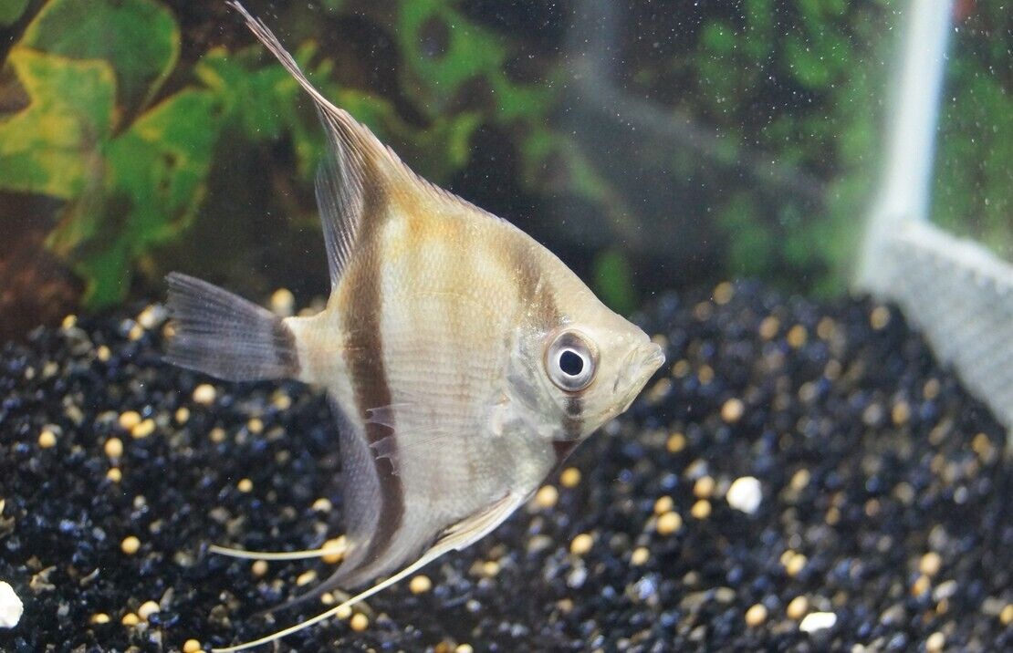 57_8e497df0-9d2c-4879-bb8c-724c7c8f4bb8.jpg 2 Pack Scalare x Altum 2" Angel Fish Healthy Live Fish tropical aquarium - Image 1