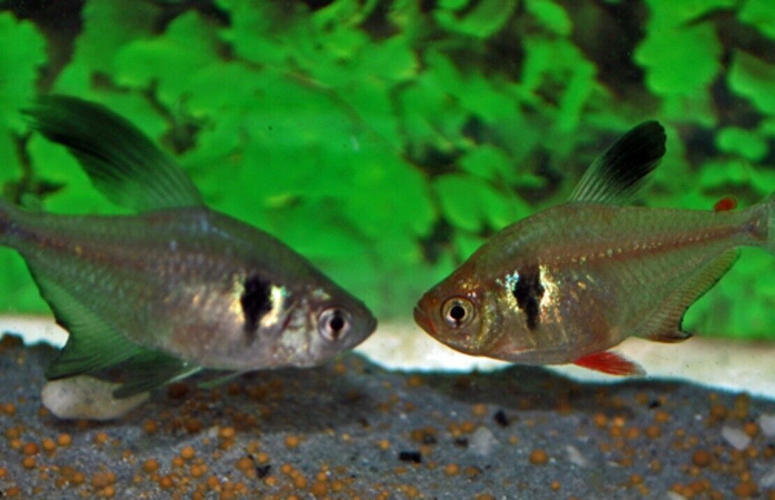 🖤 6 Black Phantom Tetra Medium (Hyphessobrycon megalopterus) – Elegant & Peaceful Schooling Fish