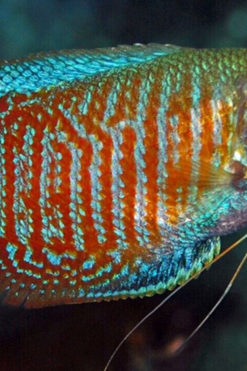 🐠 MALE Stunning Dwarf Gouramis – Striking Beauty for Your Aquarium!🌹