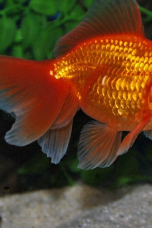 3 American Red Fantail Goldfish 2-2.5″ for aquarium or koi pond FAST SHIP