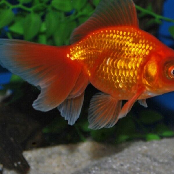 3 American Red Fantail Goldfish 2-2.5" for aquarium or koi pond FAST SHIP