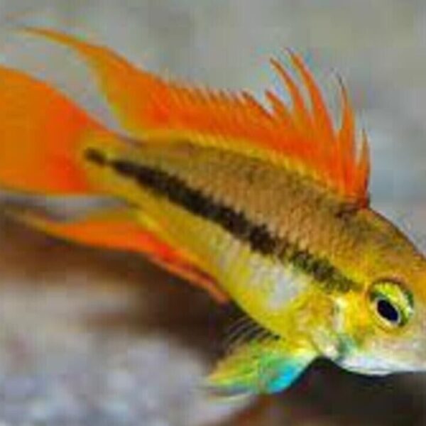 1 Pair Juvenile Apistogramma Cacatuoides Orange Medium Live Tropical Aquarium Fish