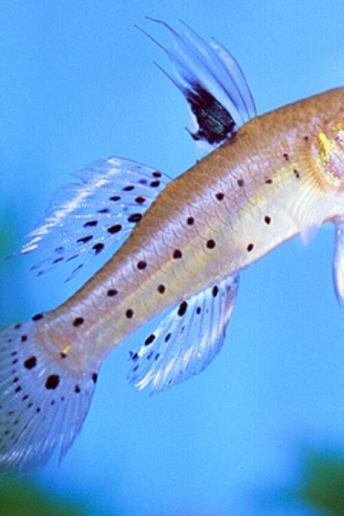 2 Knight Gobies Approx. 2″ Live Tropical Fish Limited Stock Fast Ship Nano