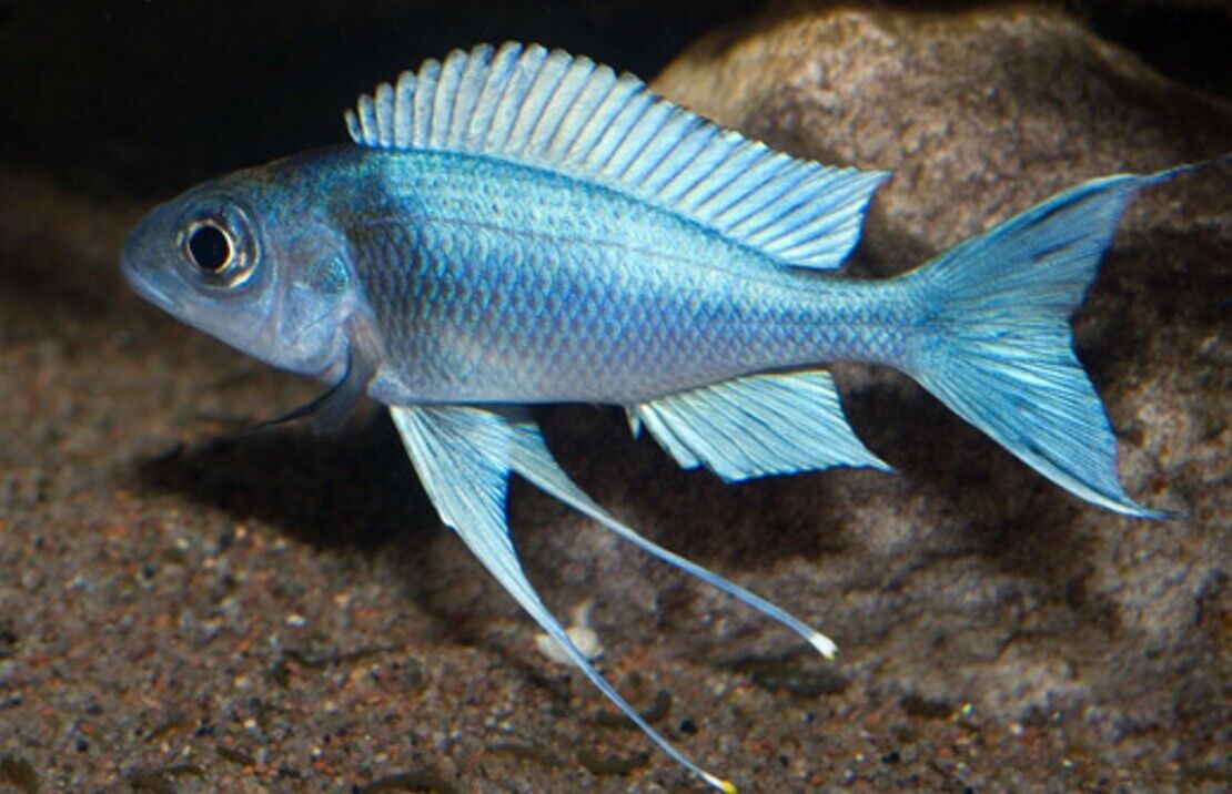 57_96a76f24-cc37-42fa-9231-96e6b6ba47b1.jpg Blue Gold Tip Cichlid 1.5 - 2" . African Cichlid Tanganyikan Grab a couple NOW! - Image 1