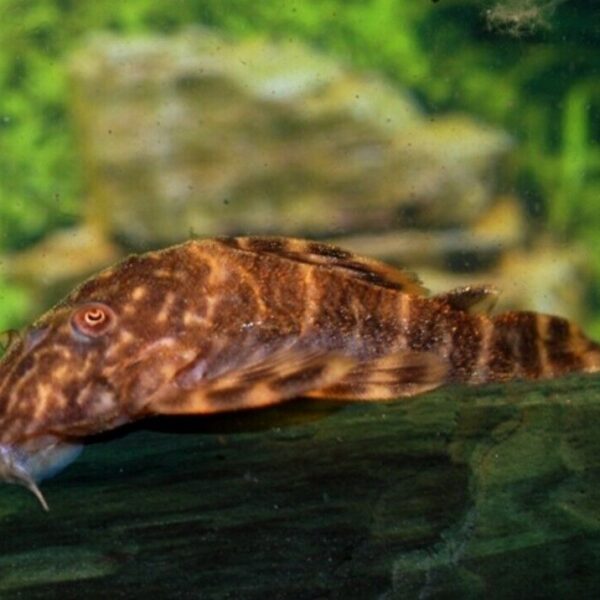 3x Clown Plecos - small awesome fun must have Fish Live Fish Fast Shipping