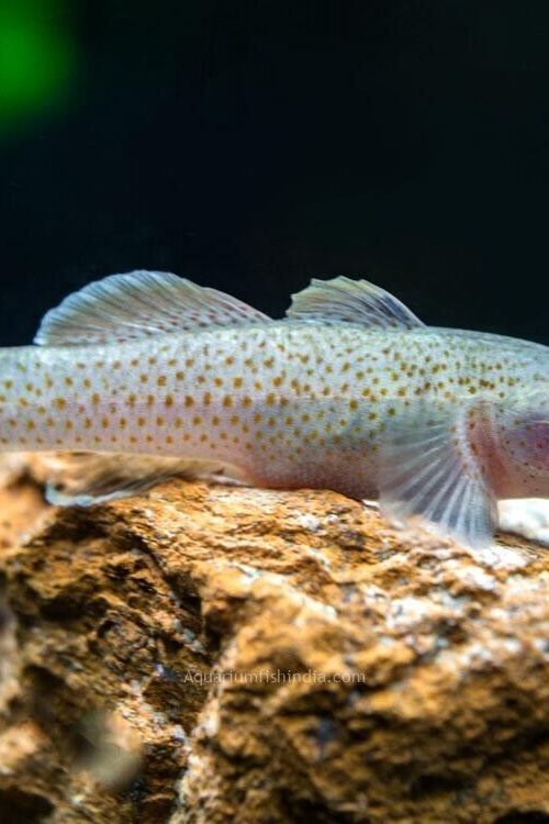 2 Red Spotted Goby Mugilogobius Rubromaculatus Limited Stock Fast Ship Live Fish