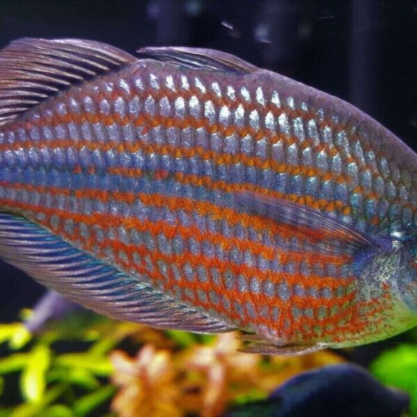 2 PACK M/L Doriyti Rainbow Fish - Glossolepis Doryti live Fish FAST SHIP