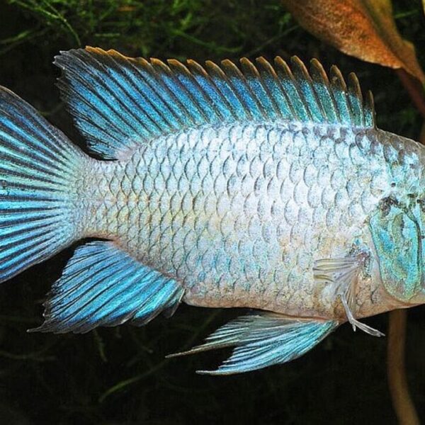 3x Electric Blue Acara Cichlid 1.5" Electrify Your Aquarium with Color Live Fish