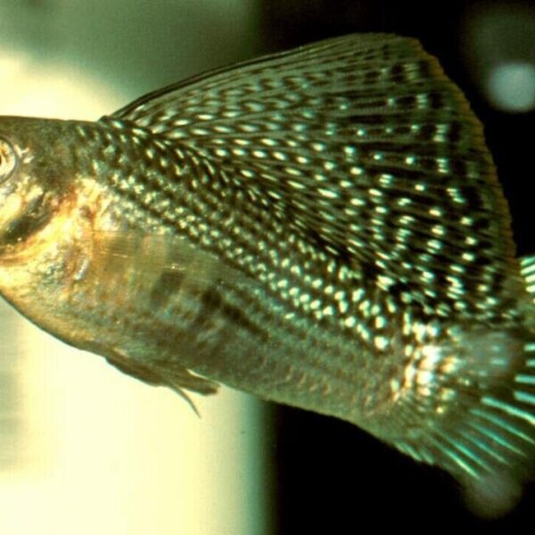 ✔ 3x Green Sailfin Molly (MALES ONLY) - Awesome Healthy Lively Bright ! 🌿 Live Fish